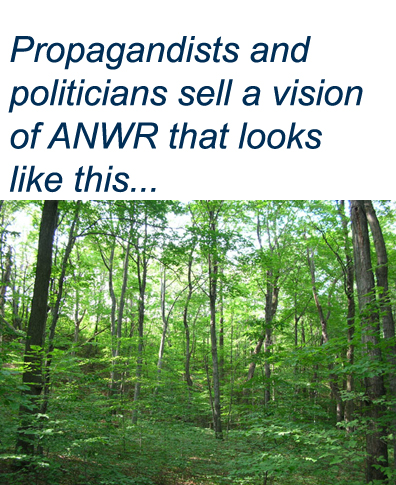 anwr-as-forest.jpg